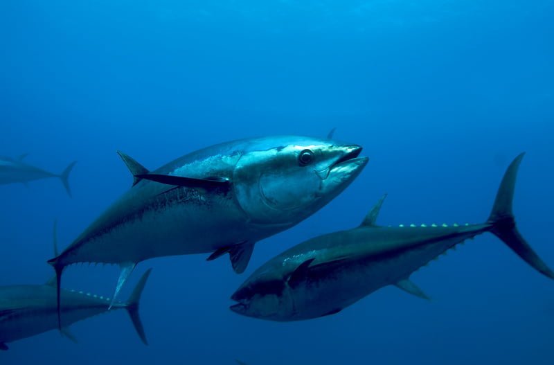 Thunnus Thynnus6