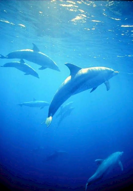 Tursiops Truncatus8