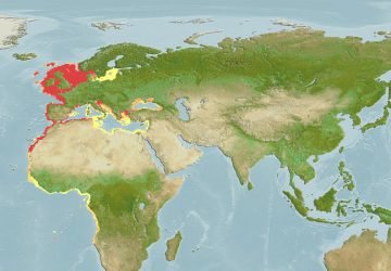 Arnoglossus Lanterna5 360x250