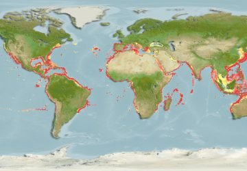 Chlorophthalmus Agassizi6 360x250