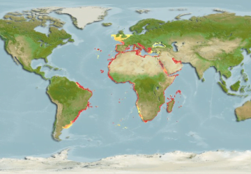 Epinephelus Marginatus18Map 360x250