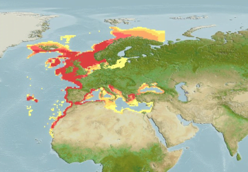 Merluccius Merluccius11Map 360x250