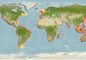 Mugil Cephalus13Map 360x250