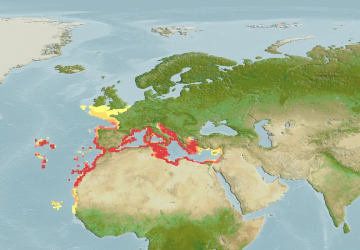 Muraena Helena36Map 360x250