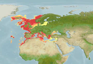 Phycis Blennoides7Map 360x250