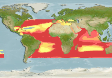 Pomatomus Saltatrix9Map 360x250