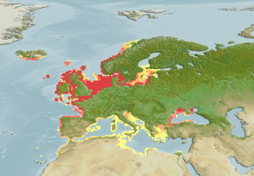 Scophthalmus Maximus5Map 360x250