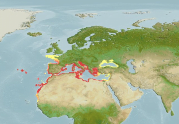 Serranus Scriba25Map 360x250