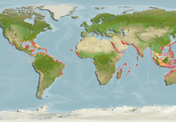 Siganus Luridus11Map 360x250