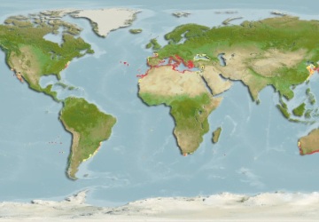 Symphodus Tinca24Map 360x250