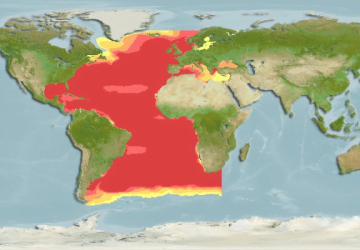 Thunnus Thynnus12Map 360x250