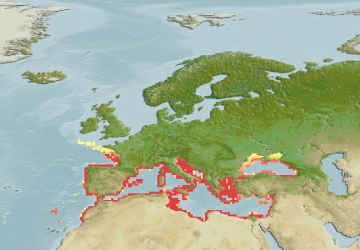 Umbrina Cirrosa10Map 360x250