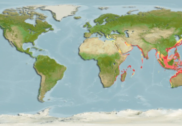 Upeneus Mollucensis2Map 360x250