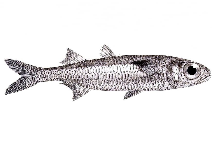 Atherinomorus Lacunosus4