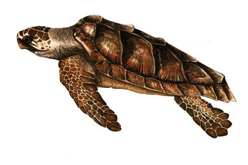 Caretta Caretta28