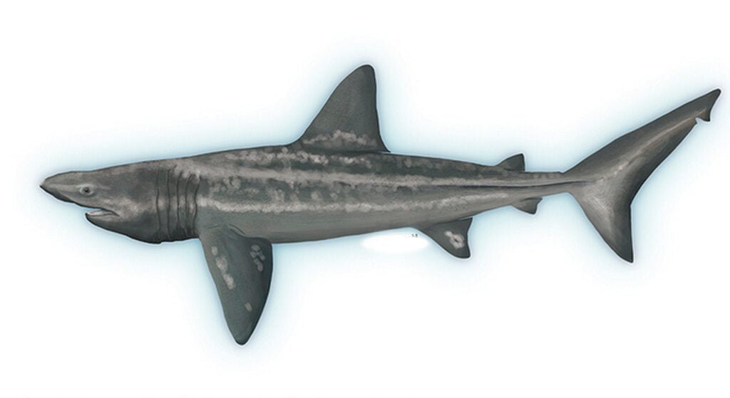 Cetorhinus Maximus 15