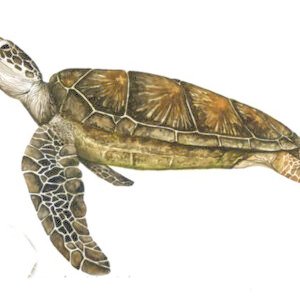 Chelonia Mydas4