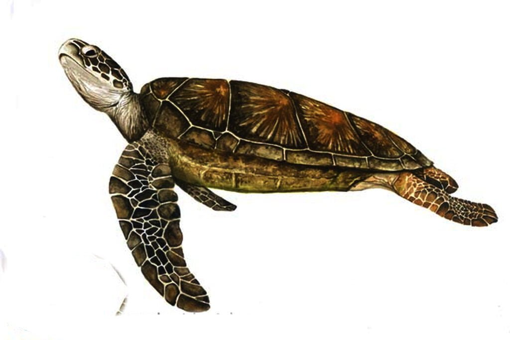 Chelonia Mydas4