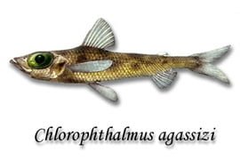 Chlorophthalmus Agassizi2