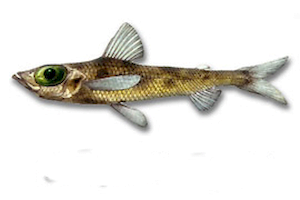 Chlorophthalmus Agassizi2