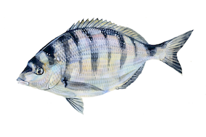 Diplodus Puntazzo16