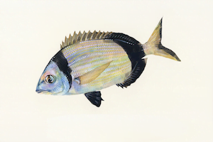 Diplodus Vulgaris19