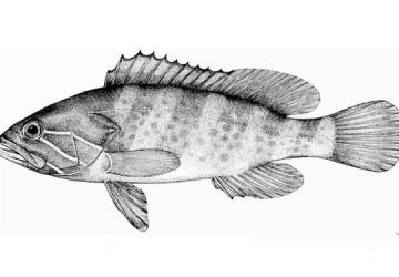 Epinephelus Aenus5 360x250