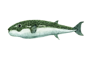 Lagocephalus Sceleratus2f