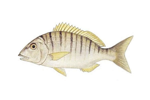 Lithognatus Mormyrus7