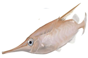 Macroramphosus Scolopax13