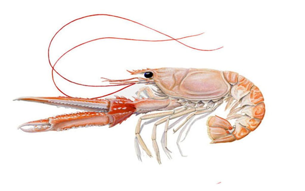 Nephrops Norvegicus3 1