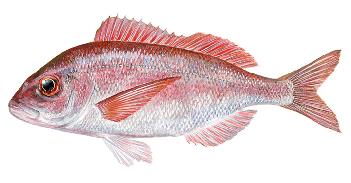 Pagellus Erythrinus11