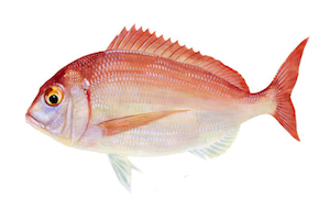 Pagellus Erythrinus14