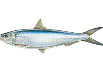 Sardinella Aurita8 360x250