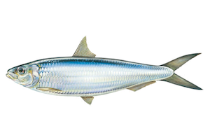 Sardinella Aurita8