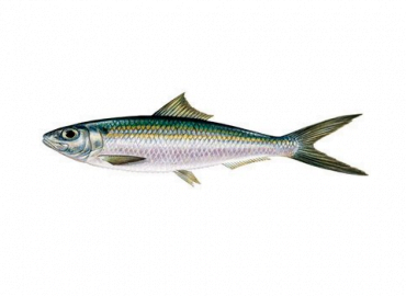 Sardinella Maderensis6 370x270