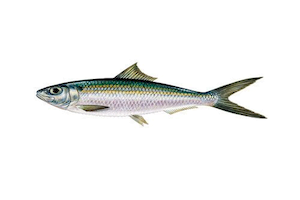 Sardinella Maderensis6