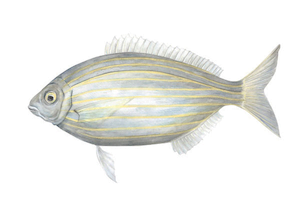 Sarpa Salpa11