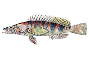 Serranus Scriba8