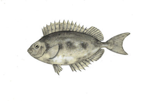 Siganus Rivulatus5