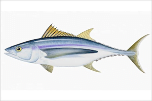 Thunnus Alalunga1