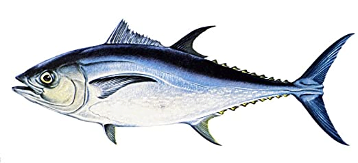 Thunnus Thynnus2