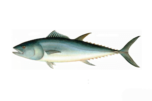 Thunnus Thynnus3