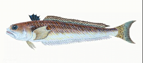 Trachinus Draco5