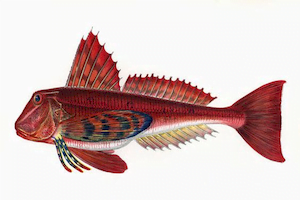 Trachinus Draco8