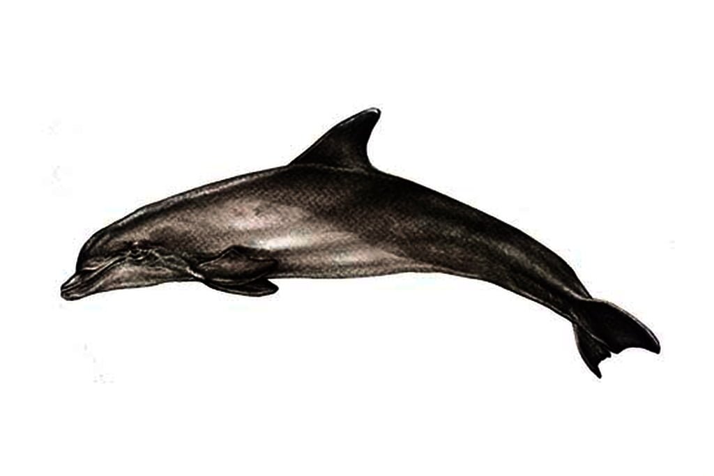 Tursiops Truncatus1