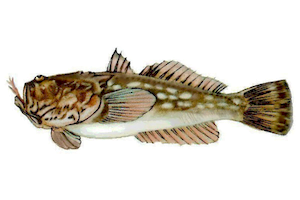 Uranoscopus Scaber14